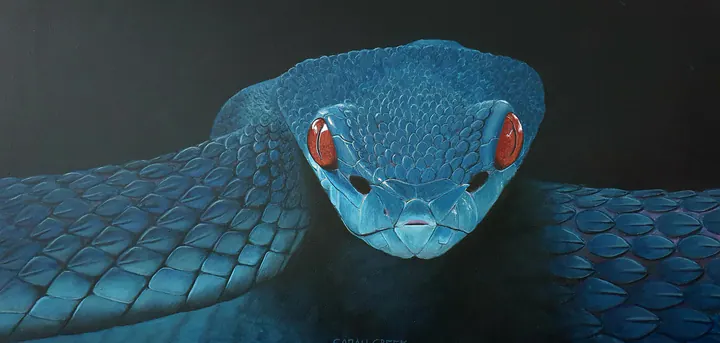 Blue viper